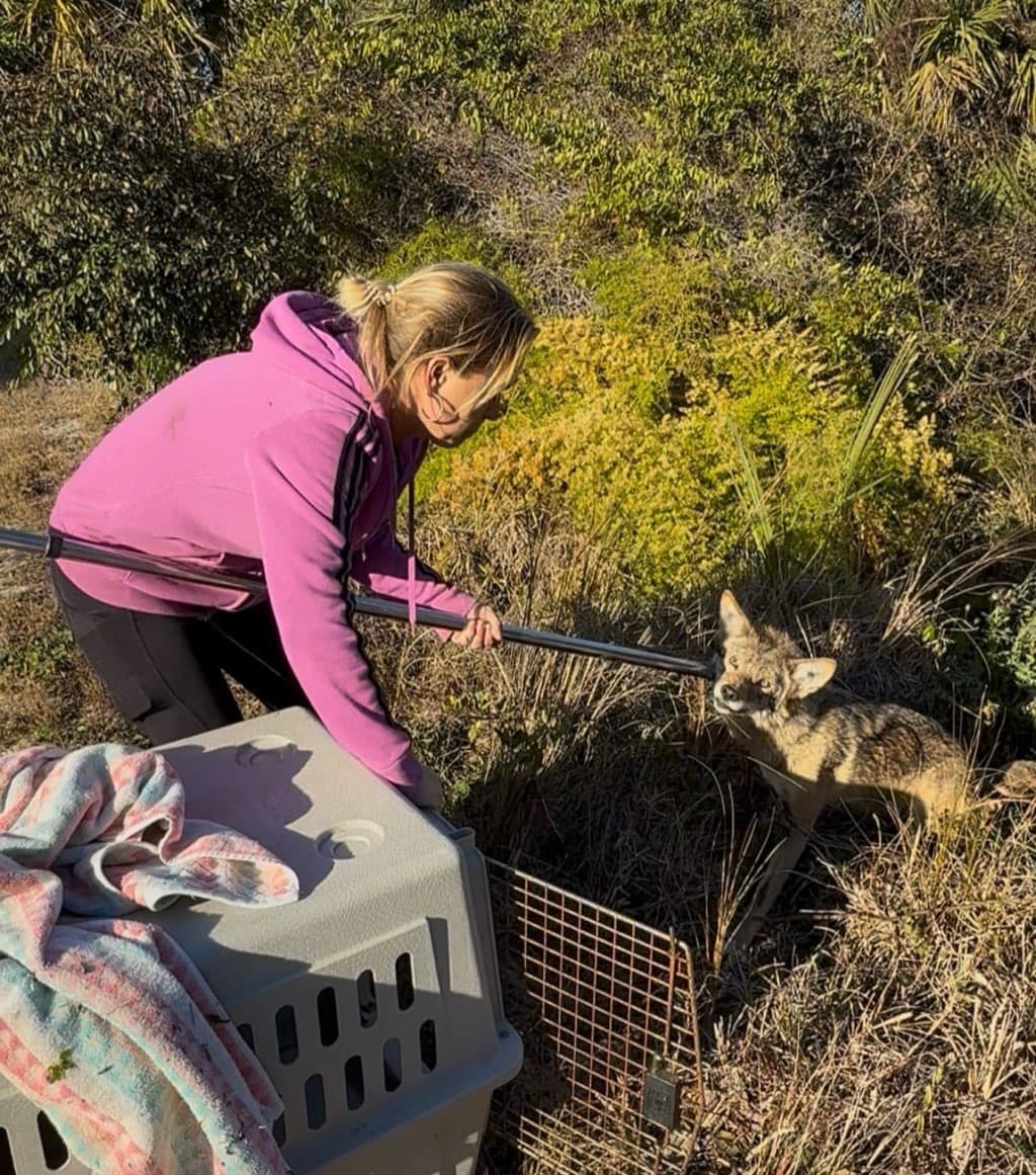 Professional handling wildlife equipment